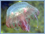 jelly fish