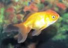 Gold Fish