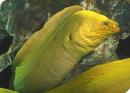 eel