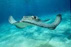 sting ray!