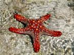 star fish