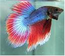 beta fish