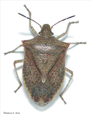 Bug