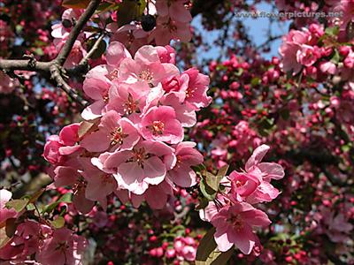 crabapple_04-1