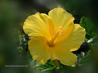 yellow