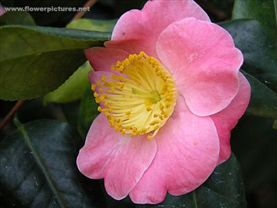 camellia_04-8
