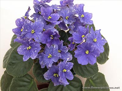 african_violet_04-2