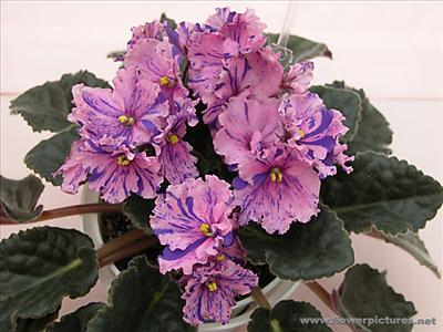african_violet_04-1