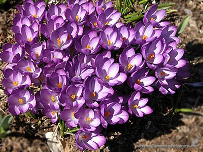 crocus_04-6