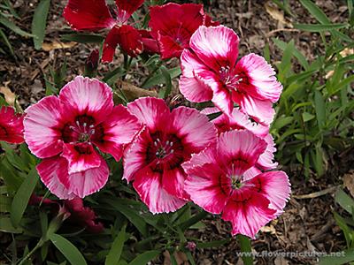 dianthus_04-3