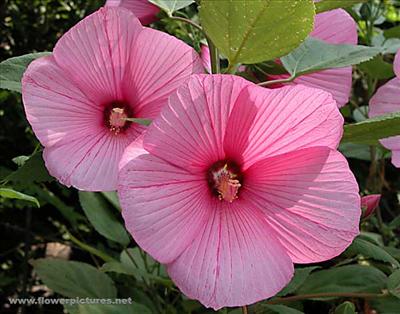 hibiscus_hardy_04-1