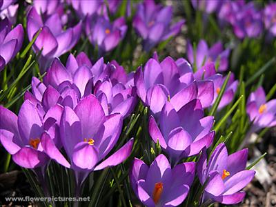 crocus_04-4