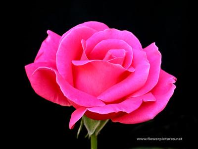 rose3