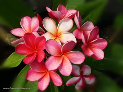 Hawaii-Sunset