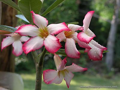 adenium_04-2