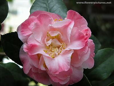 camellia_04-5