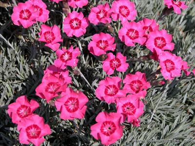 dianthus_04-2