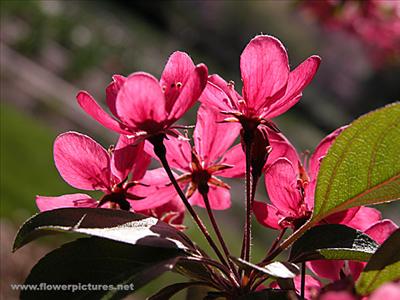 crabapple_04-2