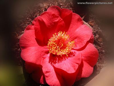camellia_04-6