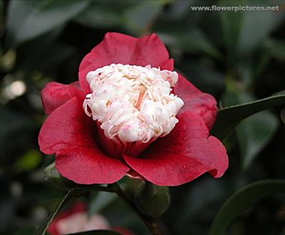camellia_05-5