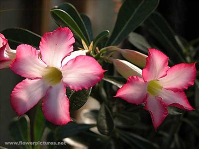 adenium_04-3