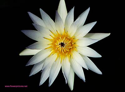 wp_waterlily1