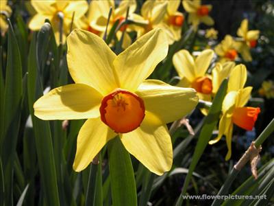 daffodil_04-2