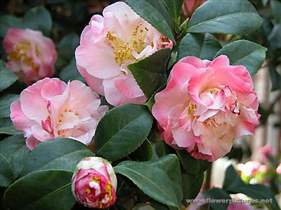 camellia_04-9