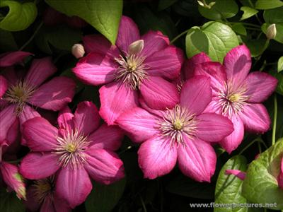 clematis_villedelyon