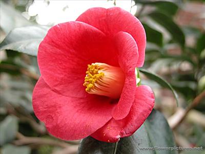 camellia_05-2