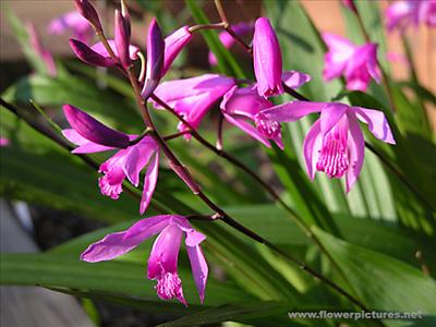 chinese_groundorchid_04