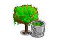Musty Maple Tree