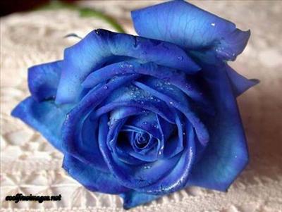 Blue Rose