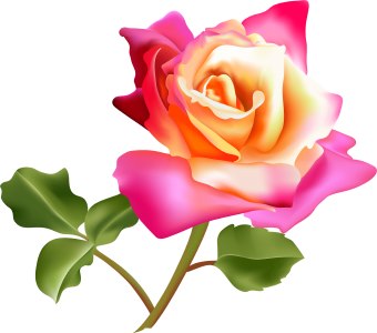 Pink Rose