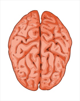 Brain
