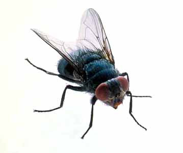 Mosca
