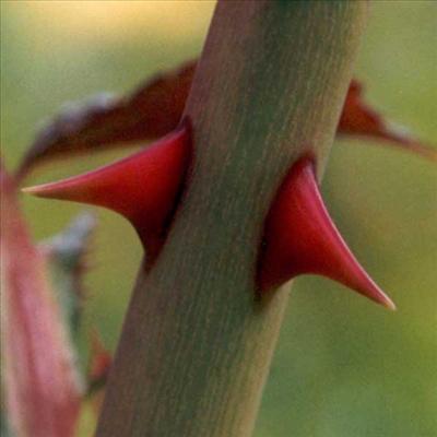 Spine