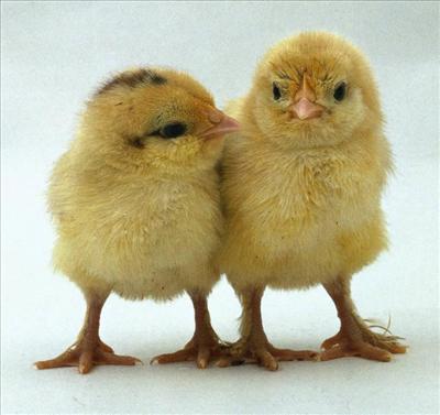 Giggle chicks