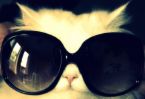 Cat w/ Sunglasses
