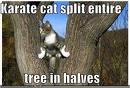 Karate Cat