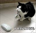 Catch a Mouse