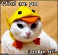 Costume Cat