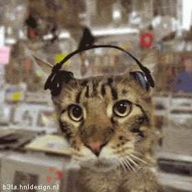 Rockin' Cat 3