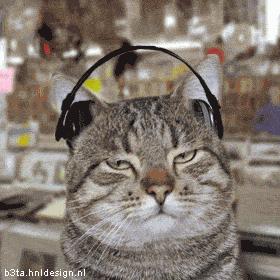 Rockin' Cat 2