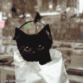 Rockin' Cat 1