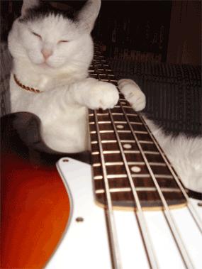 Guitar Cat