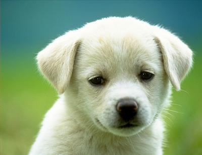 Köpek