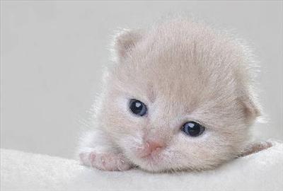 Kedi