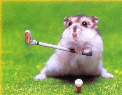 Hamster
