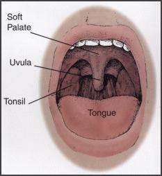 A Vulva
